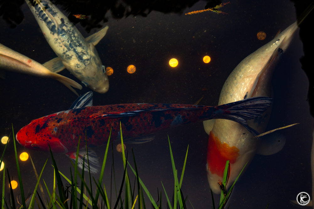 ManuOkai Photography Kalani Koi red white and blue resting near water edge