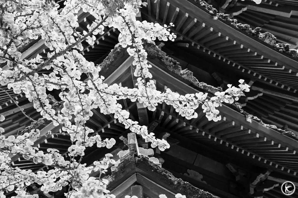 ManuOkai Photography Nature vs Hand Japanese zukuri black & white photograph flowers and Japanese architecture