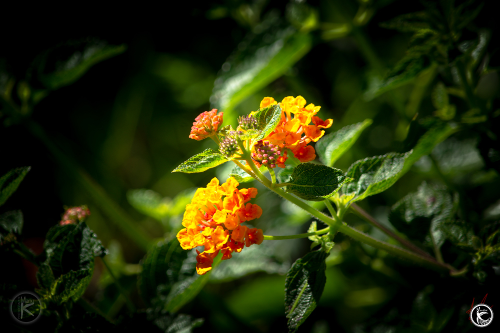 ManuOkai Photograhy Mini Bloom Of Flowers macro lens photograph