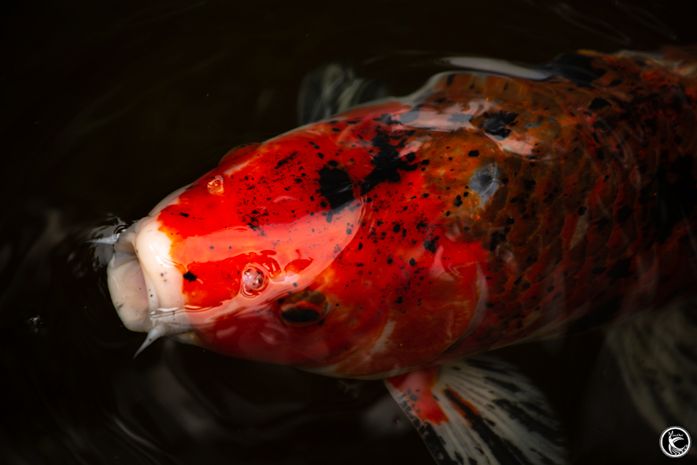 ManuOkai Photography Kalani Koi Rising fish surfacing for a breath of air