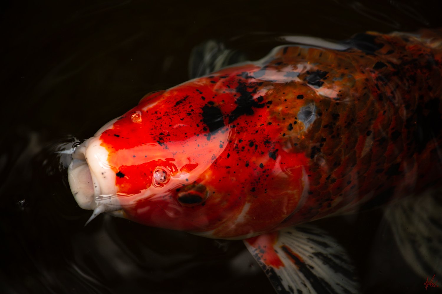 Kalani Koi Rising #4
