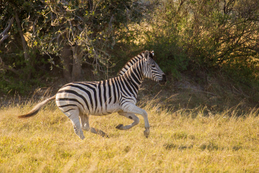 Zebra.png