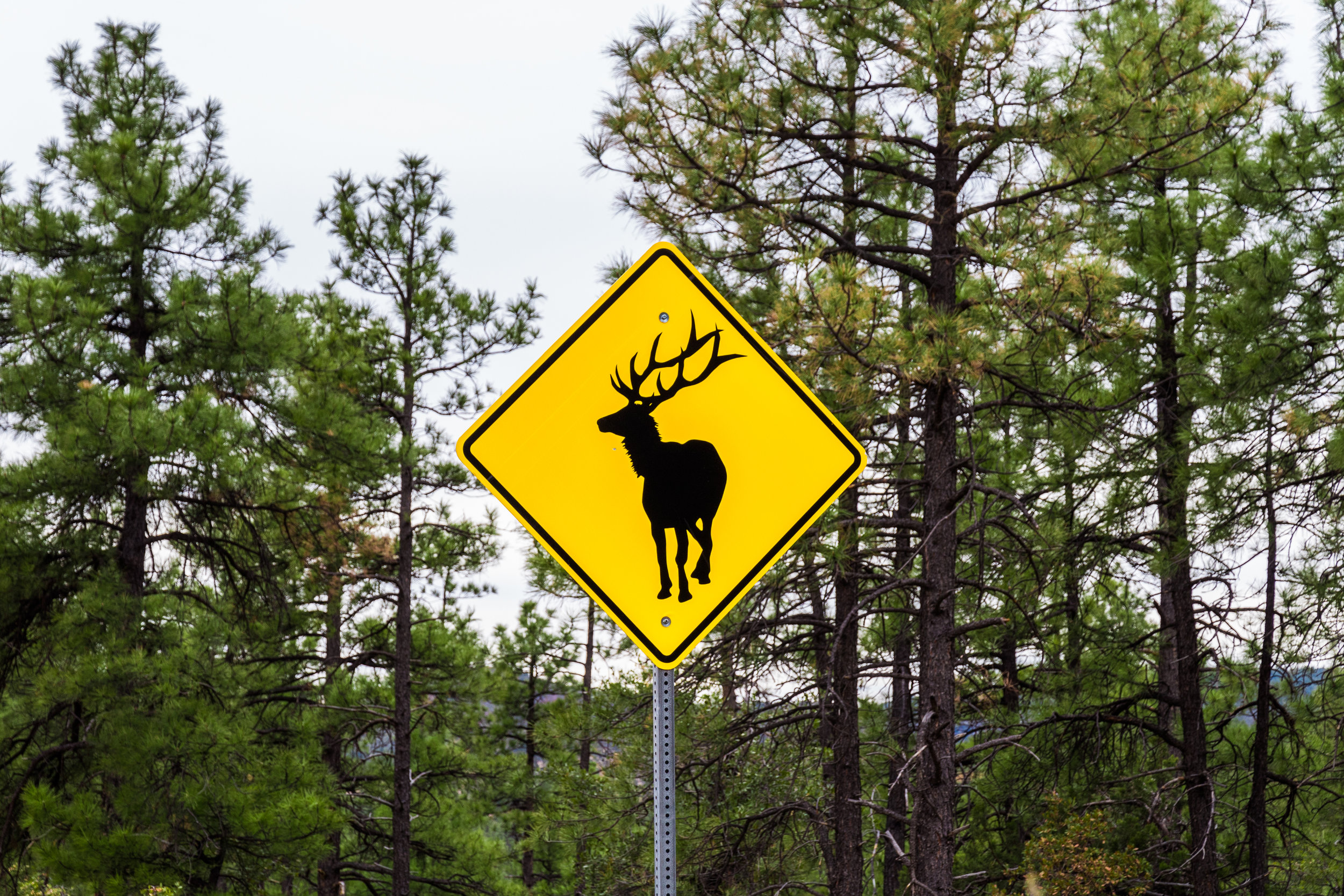 Elk Sign.jpg