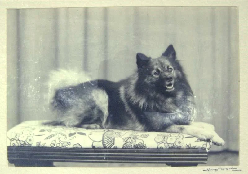 Czigane, one of 33 sledge dogs that went on Captain Scott’s expedition to the South Pole. © Royal Albert Memorial Museum & Art Gallery, Exeter City Council