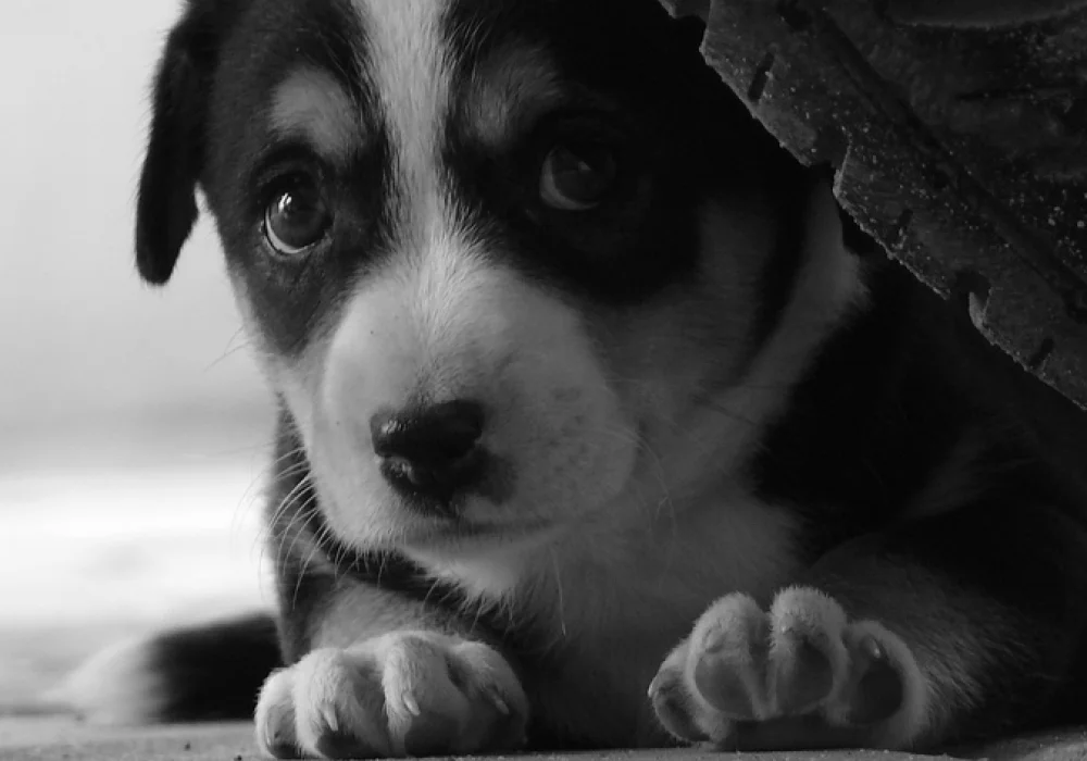 puppy.jpeg