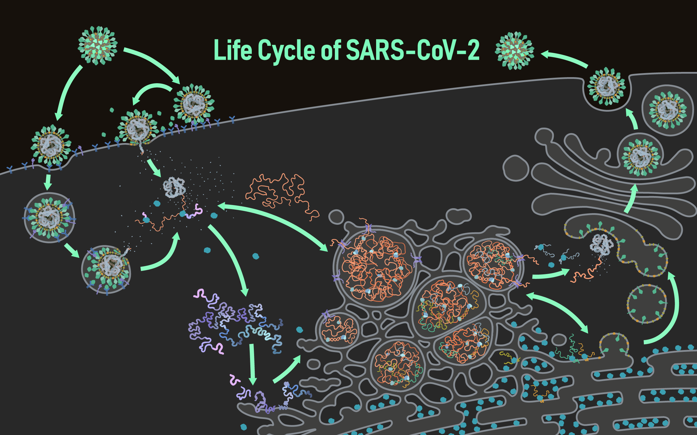 SARS-CoV-2 Visualization and Annotation Project — The Animation Lab