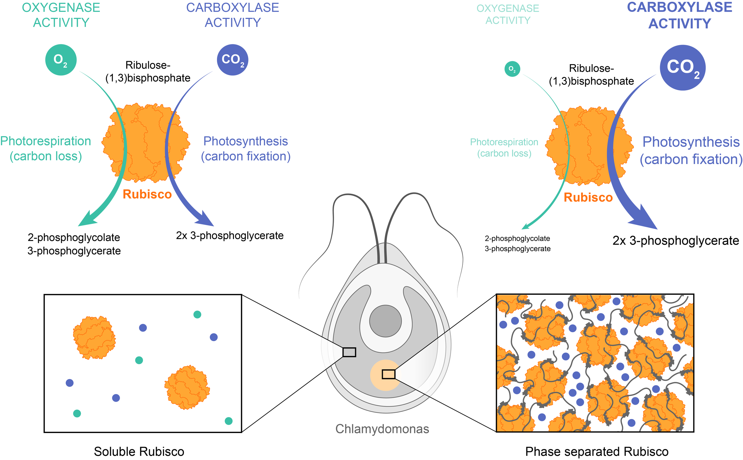 Phase separation on microtubules: from droplet formation to cellular  function?: Trends in Cell Biology