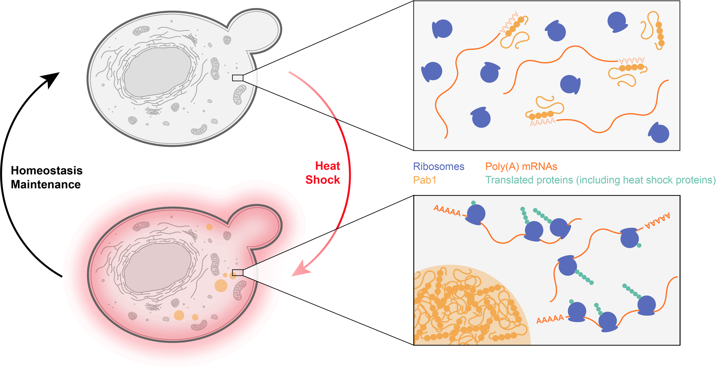 Liquid–liquid phase separation in tumor biology