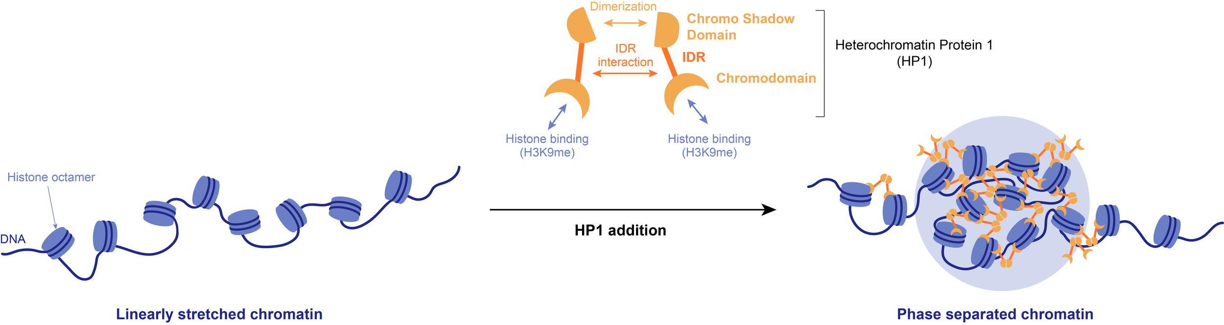 Liquid–liquid phase separation in tumor biology