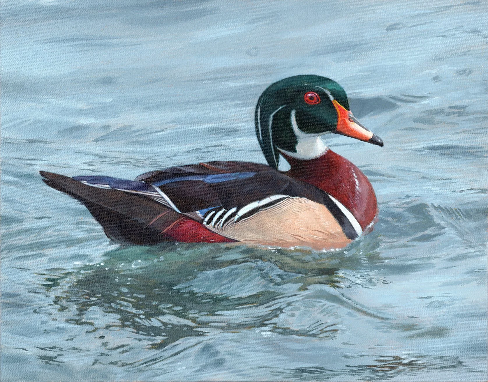 Wood Duck