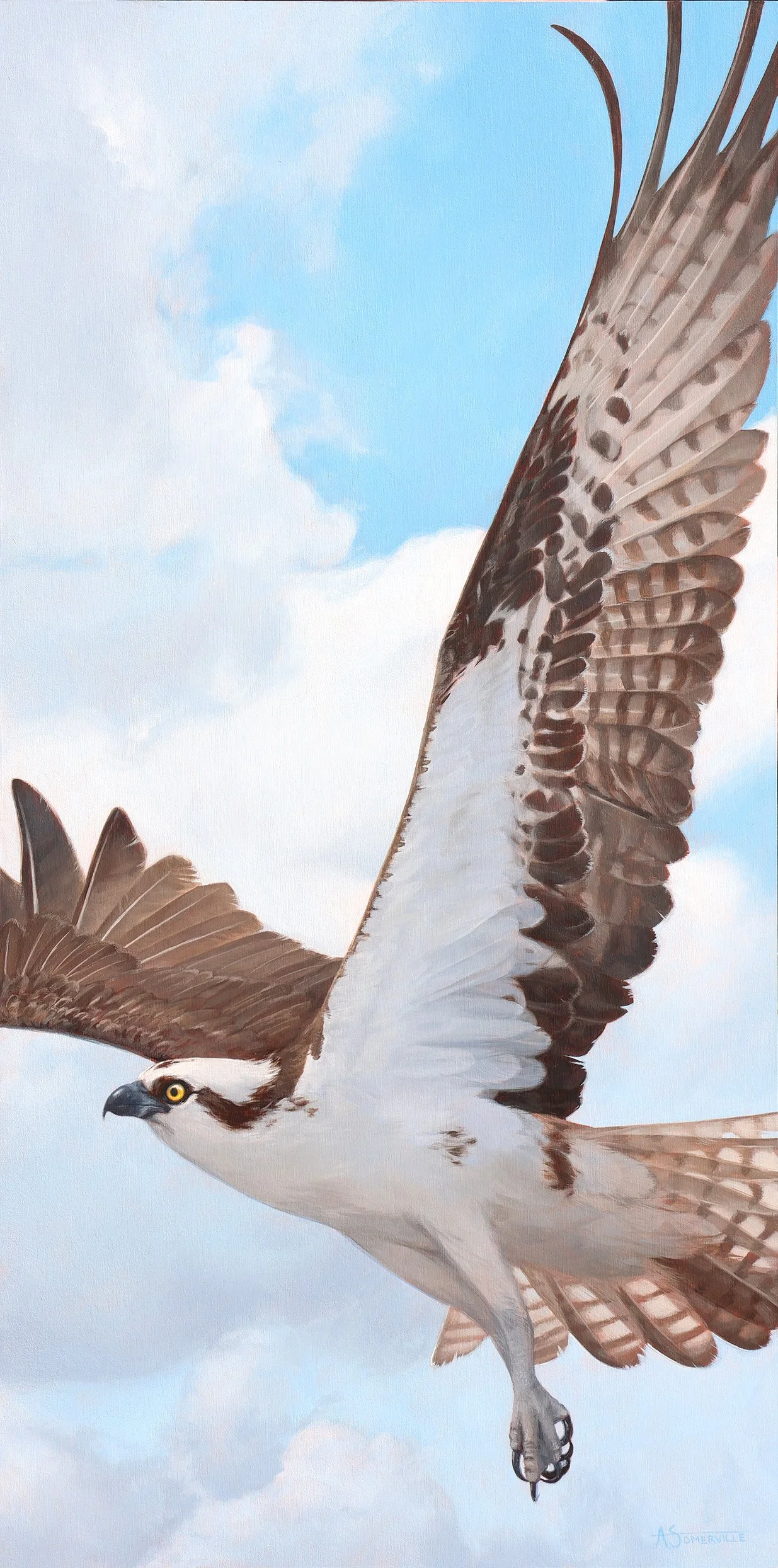 Osprey in Flight