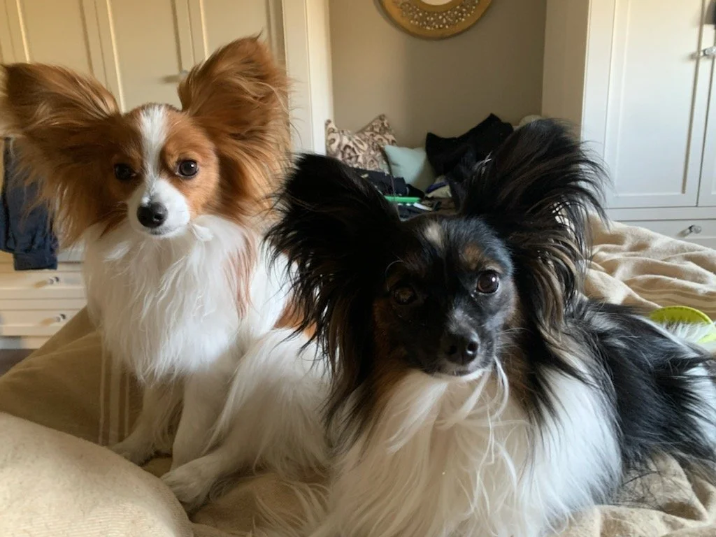 Fitz &amp; Spot - Training Clients