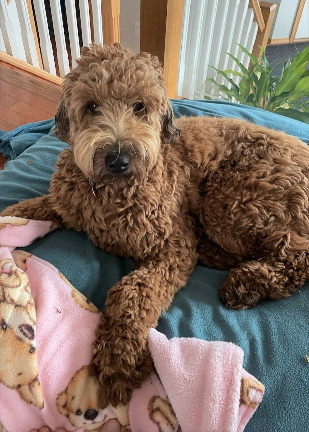 Bailey - Training Client 