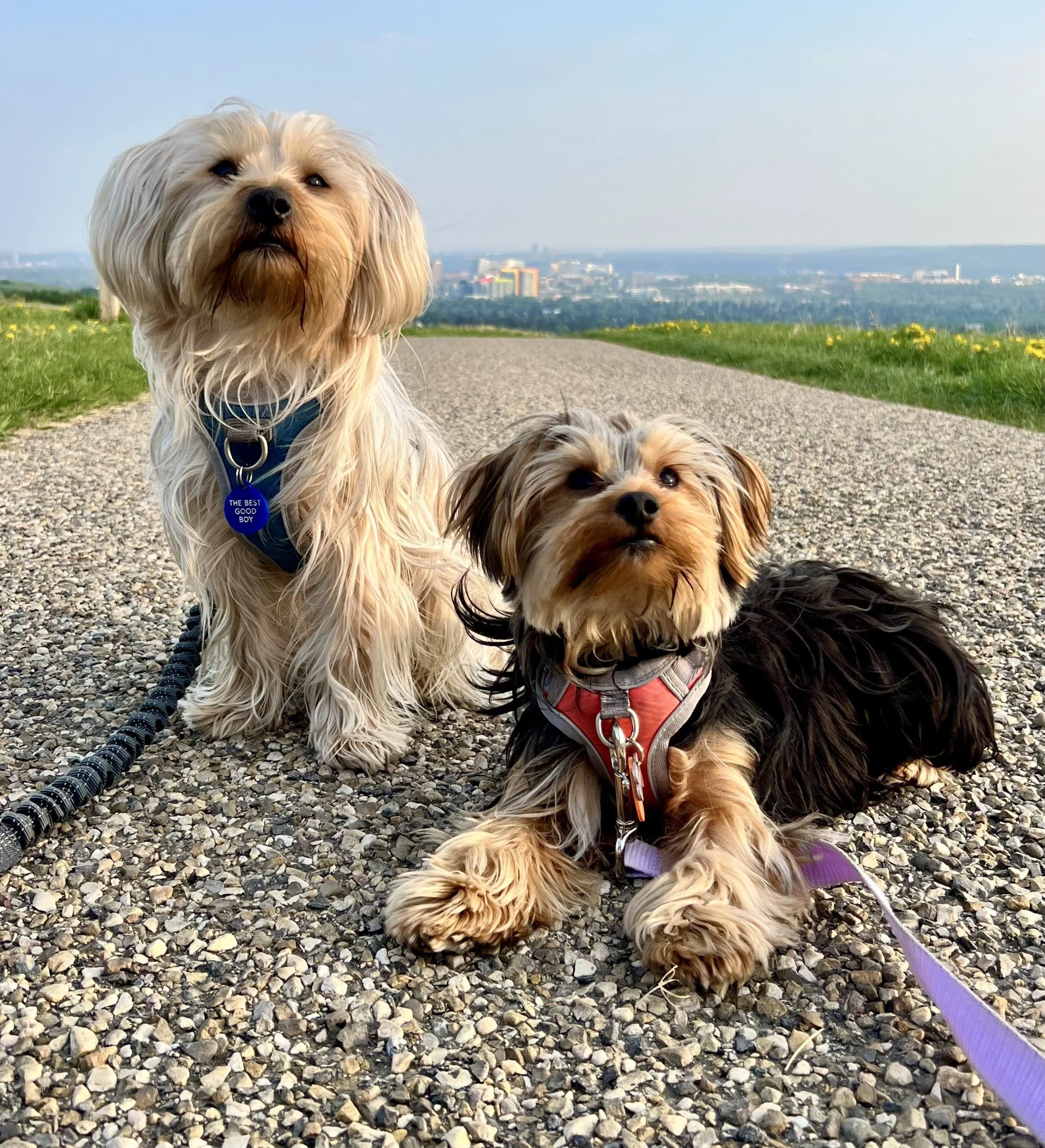 Yuki and Kiko - Training Clients