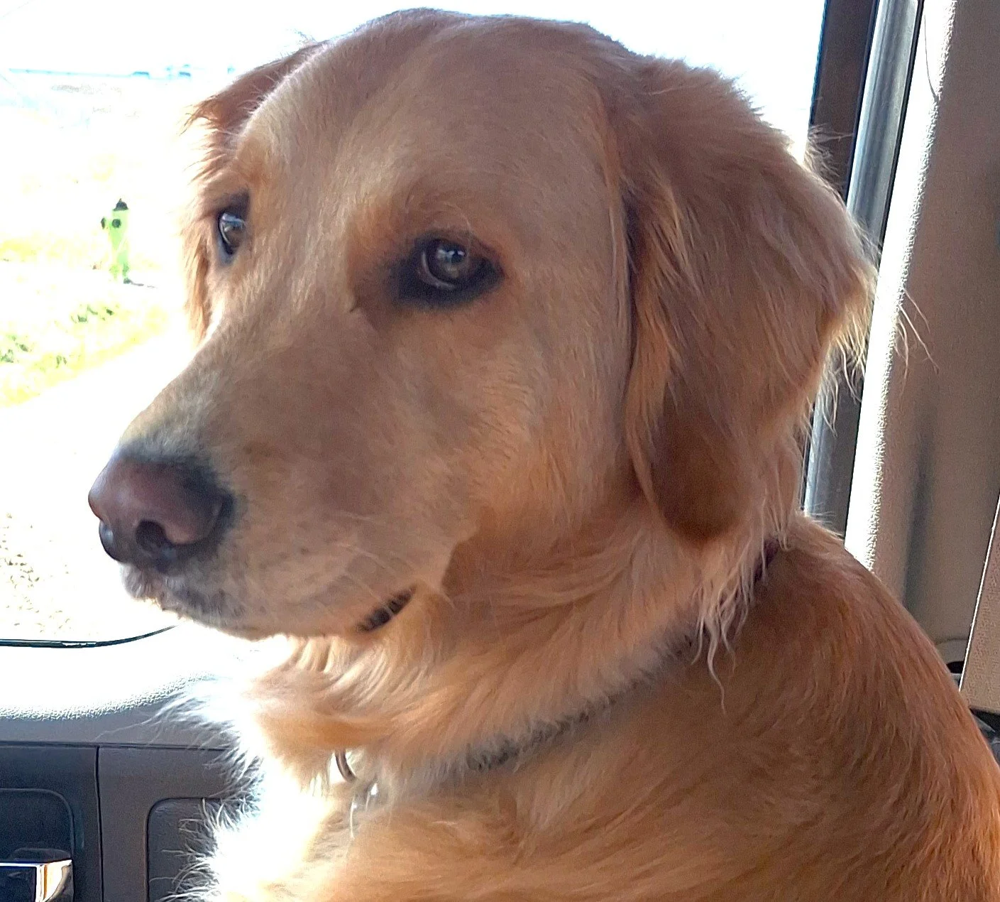 Griswold - Behaviour Training Client