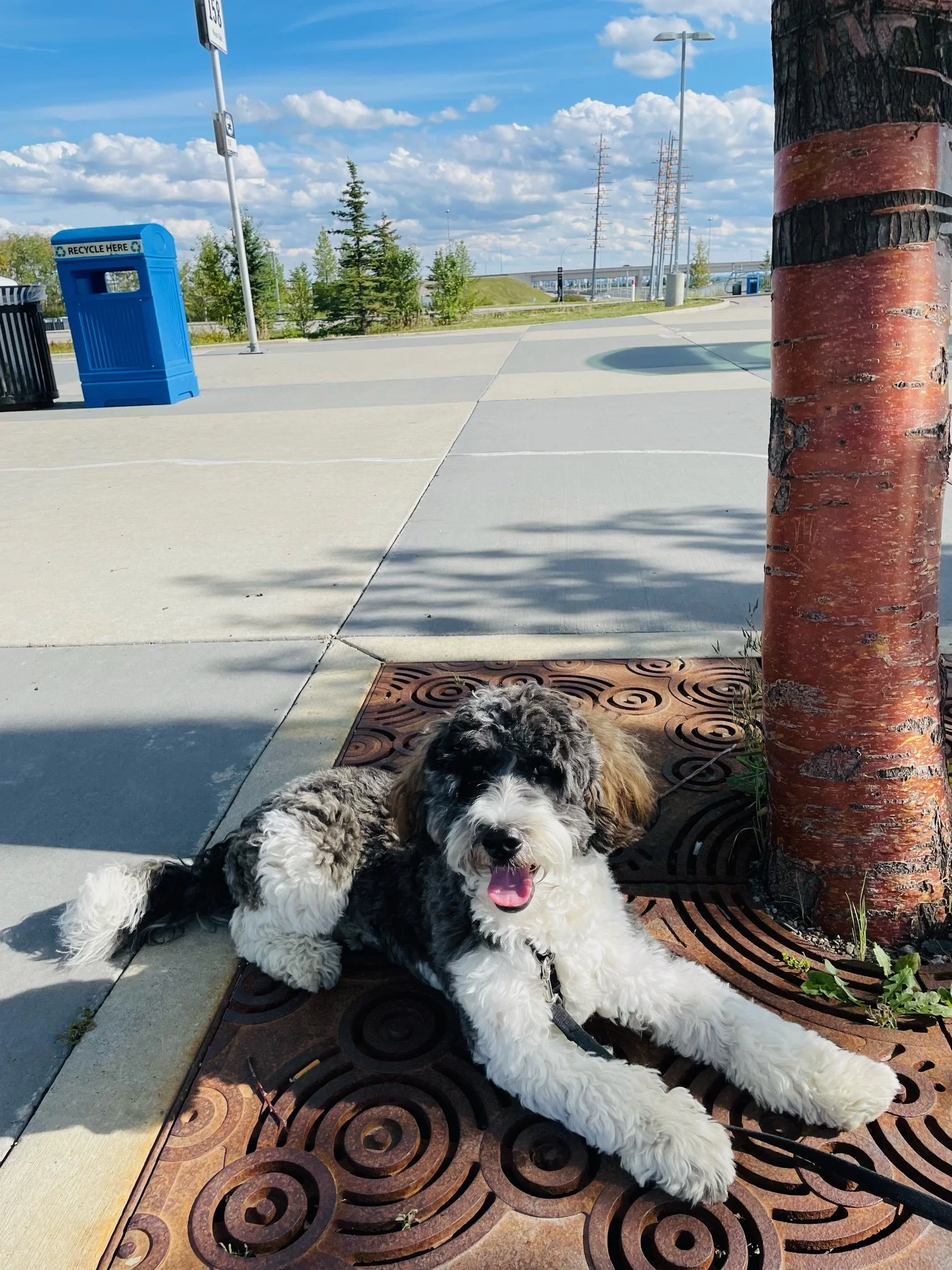 Leo - Training Client