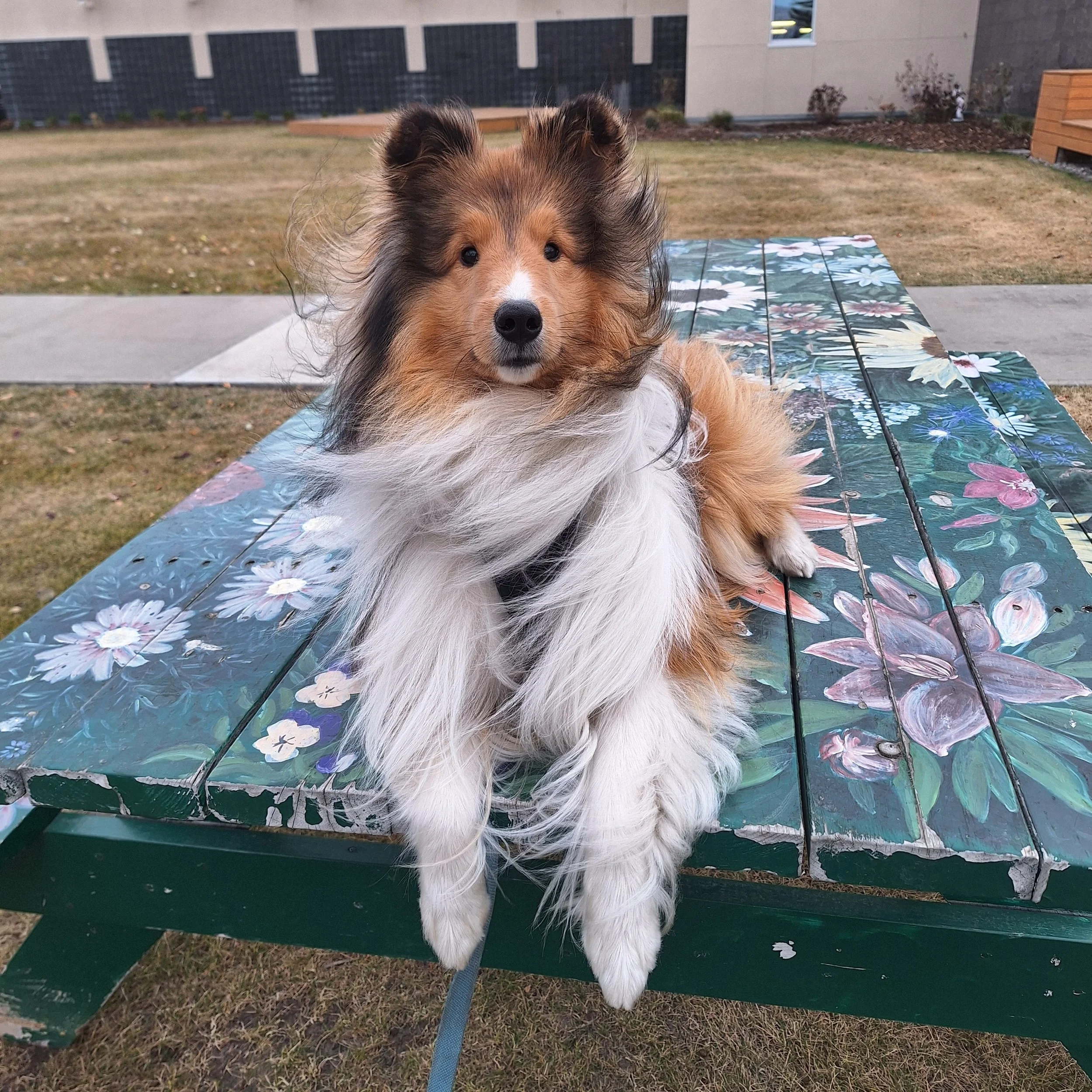 Finley - Behaviour Modification Training Client 