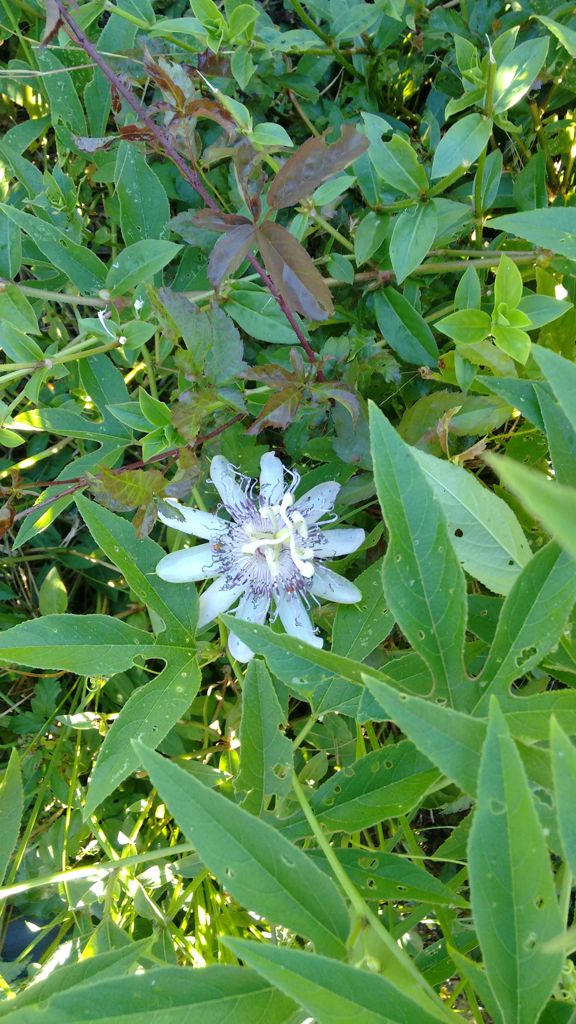 Passionflower.jpg