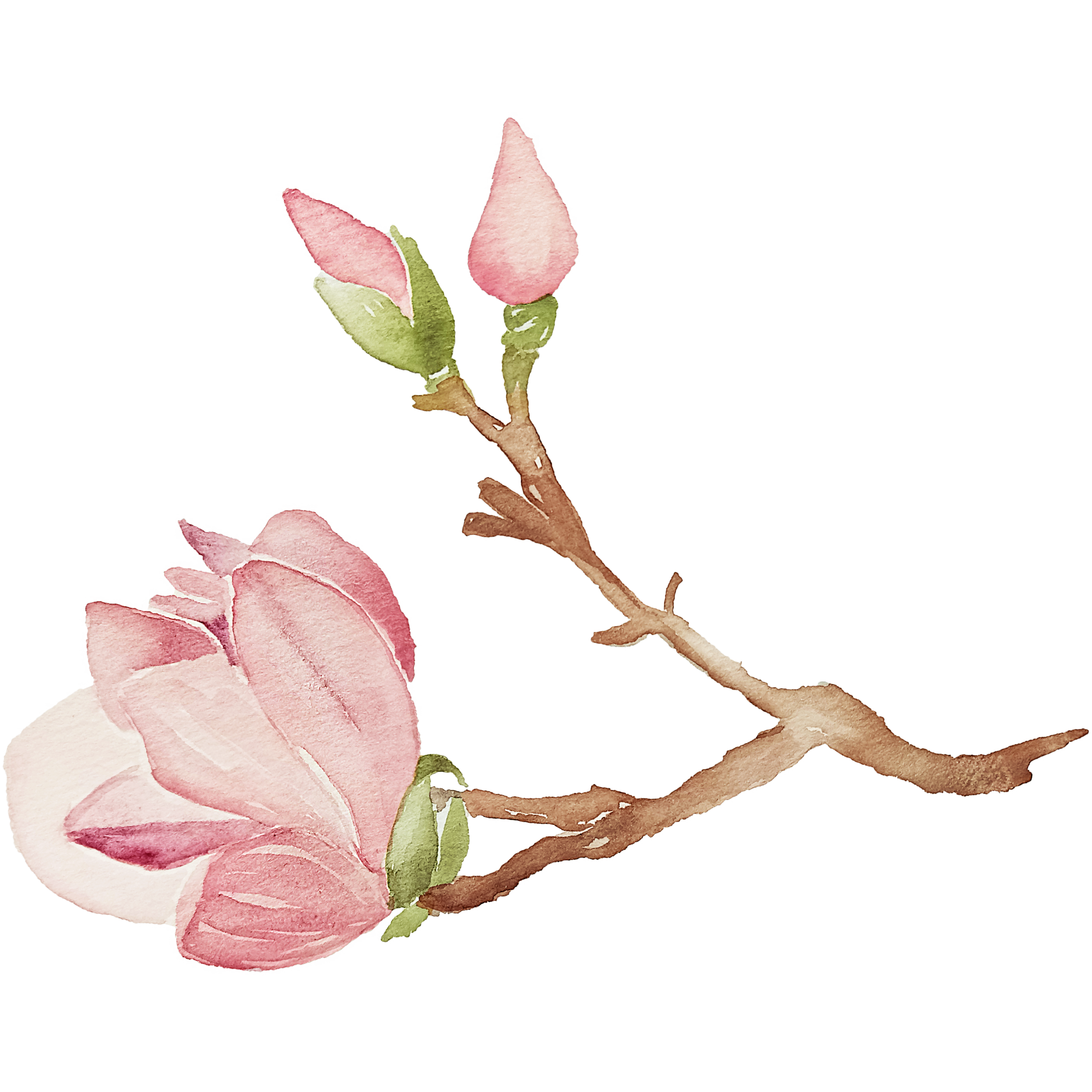 IanMikraz-Watercolor-Magnolia-Flower-Illustration-Graphics-08.png