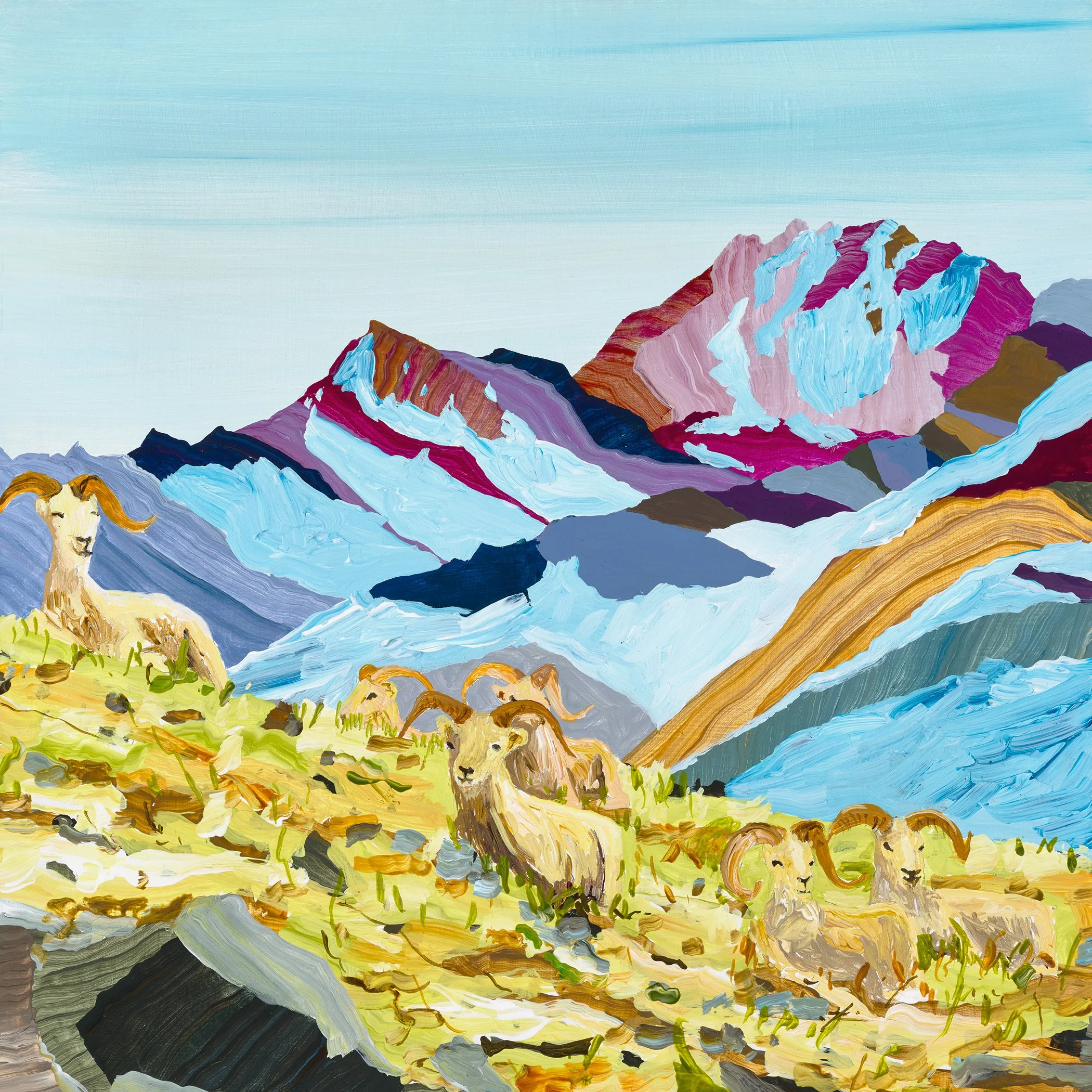 dall sheep