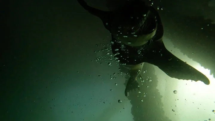 Great morning/afternoon with @oceansafari and Captain Jim on @divethegiantstride  offshore oil rigs . Cold and wild current didn&rsquo;t diminish the fun! #scuba #californiadiving