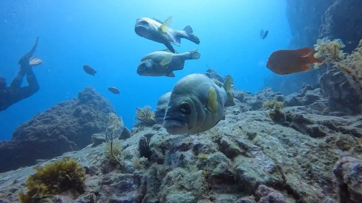 A great day out /3 locations on Catalina&rsquo;s east end @oceansafari  crew on the So Cal Diver . Good times!#scuba #socaldiving #california#catalinaisland