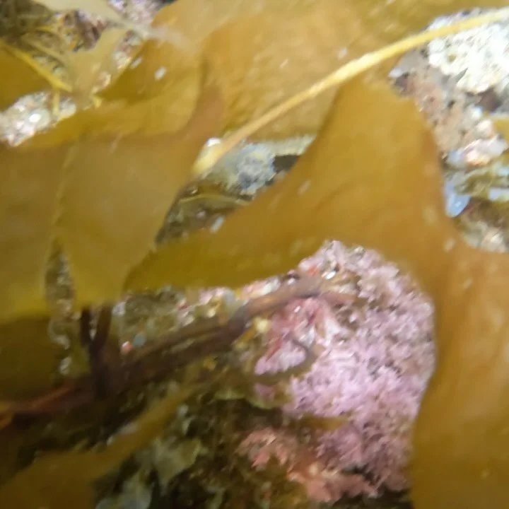 3 great dives today, bonus octopus! thanks @oceansafari @divethegiantstride &amp; @andysseus got a nice calico bass in last vid . GoPro 10 #scubadiving #californiadiving#catalina