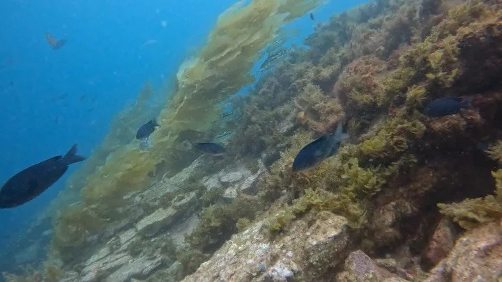 3 nice dives today , huge calicos , rays , lil octopus rescue&hellip;nice people &amp; good conditions . @oceansafari