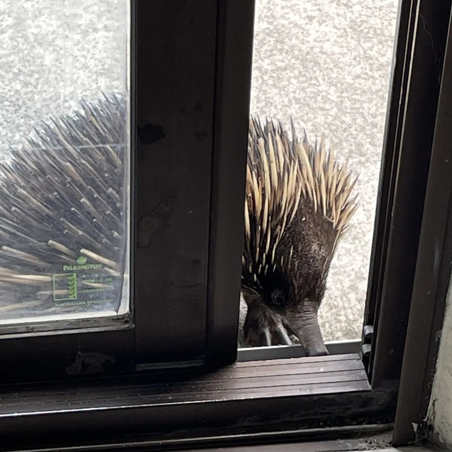 Had an unexpected visitor @shinedental1 today 🦔🤣

#echidna #shinedental #littlevisitor #happyfriday