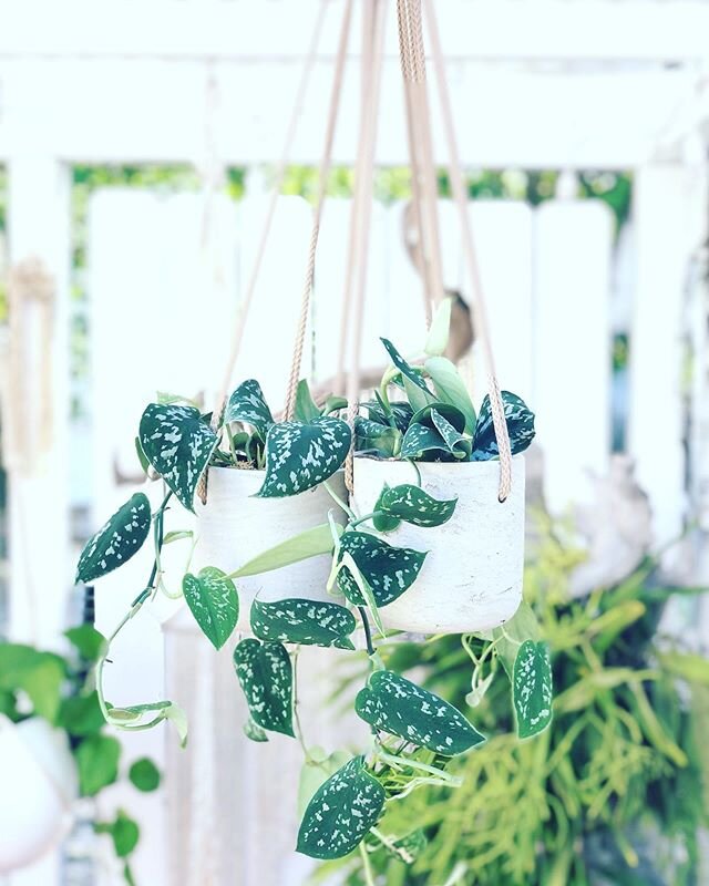 Thank you to all of you who filled your homes with plants these last few months! 
Finally able to restock these beauties and our collection of easy care house plants in @potterypots_official 
Open Wednesday-Saturday this week
Come see us!