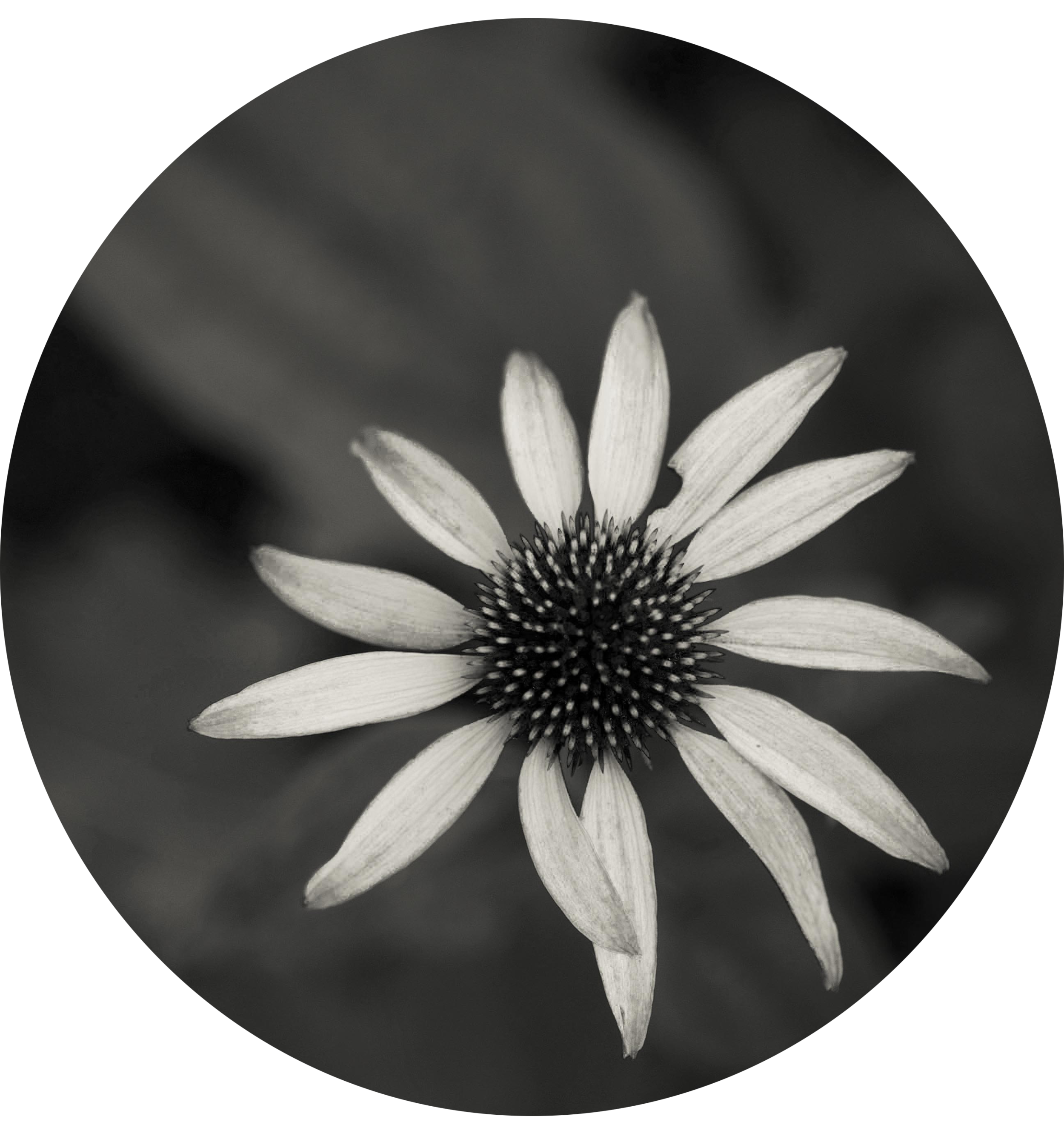 circleechinachea.jpg