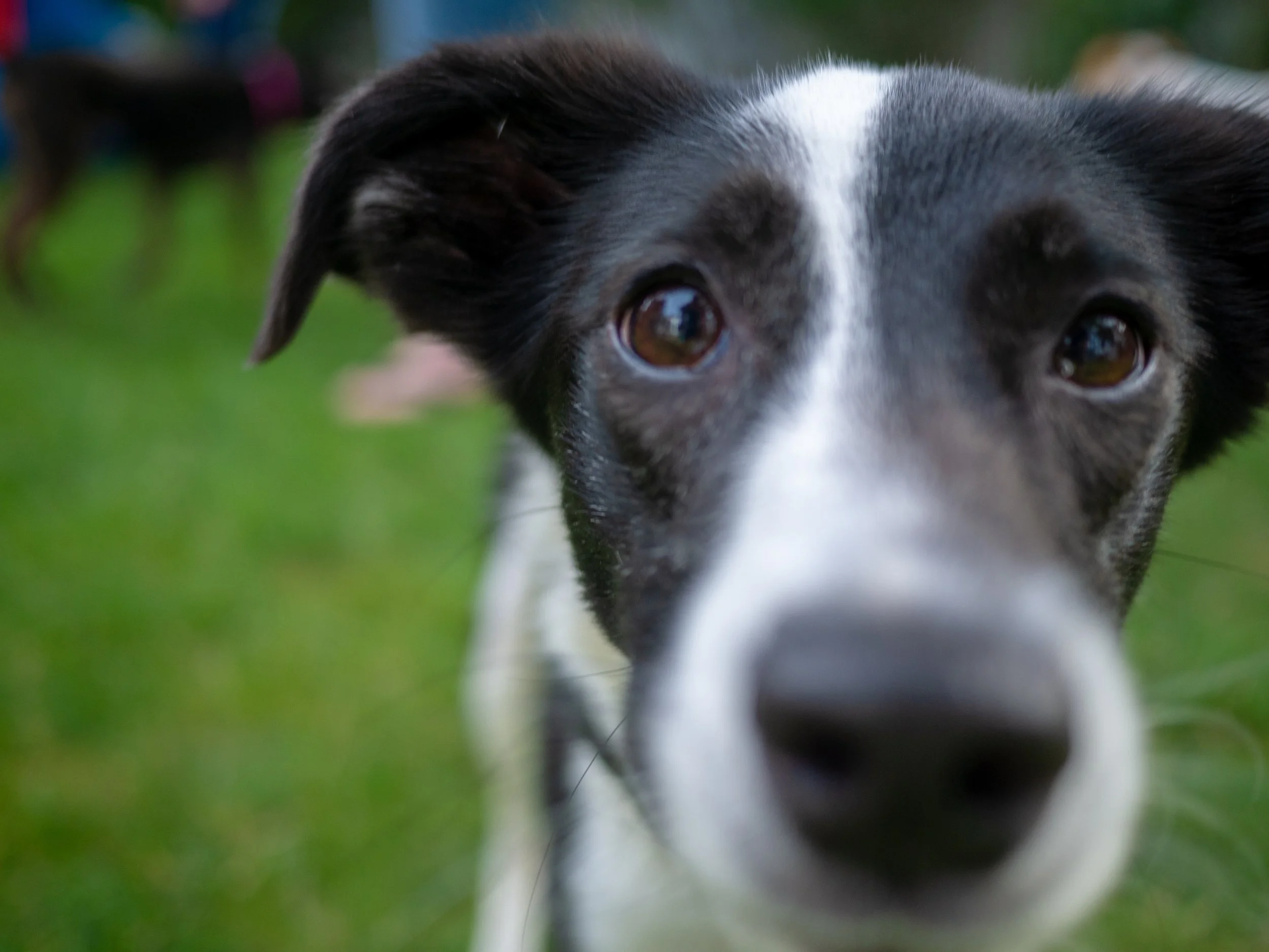 Close up photo of a dog