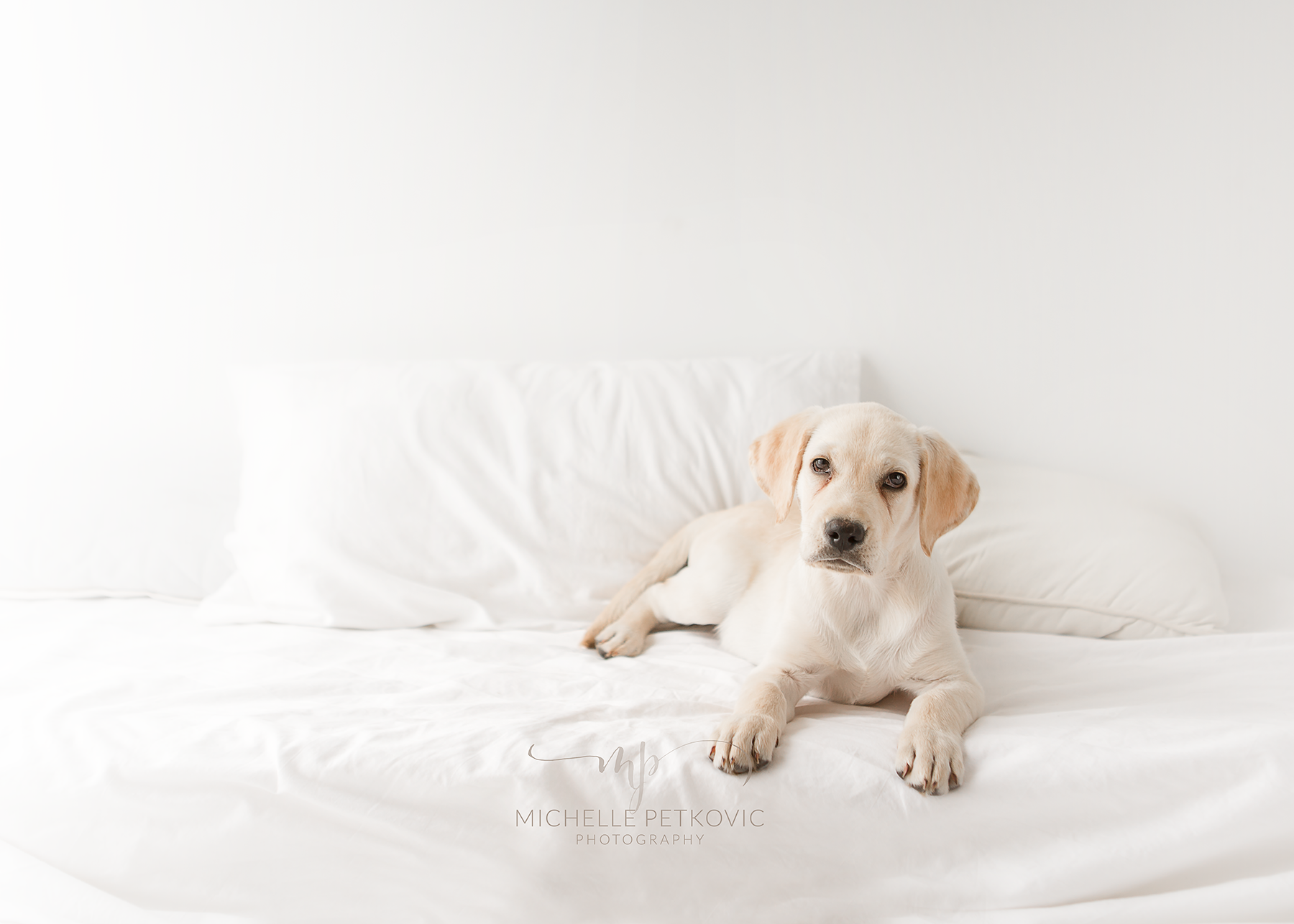 puppy-pet-photography.png