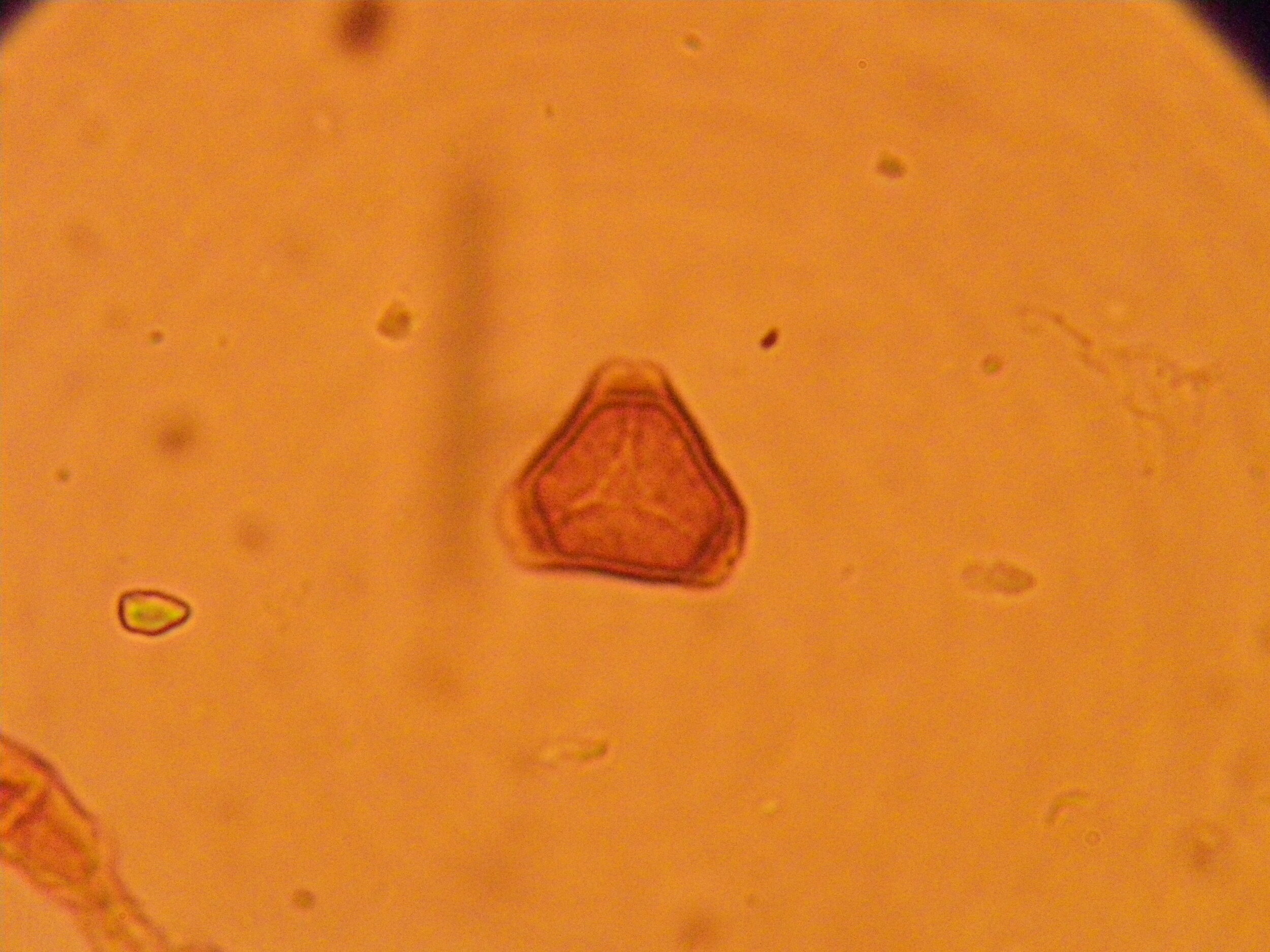 Kruidnagel pollen (1).JPG