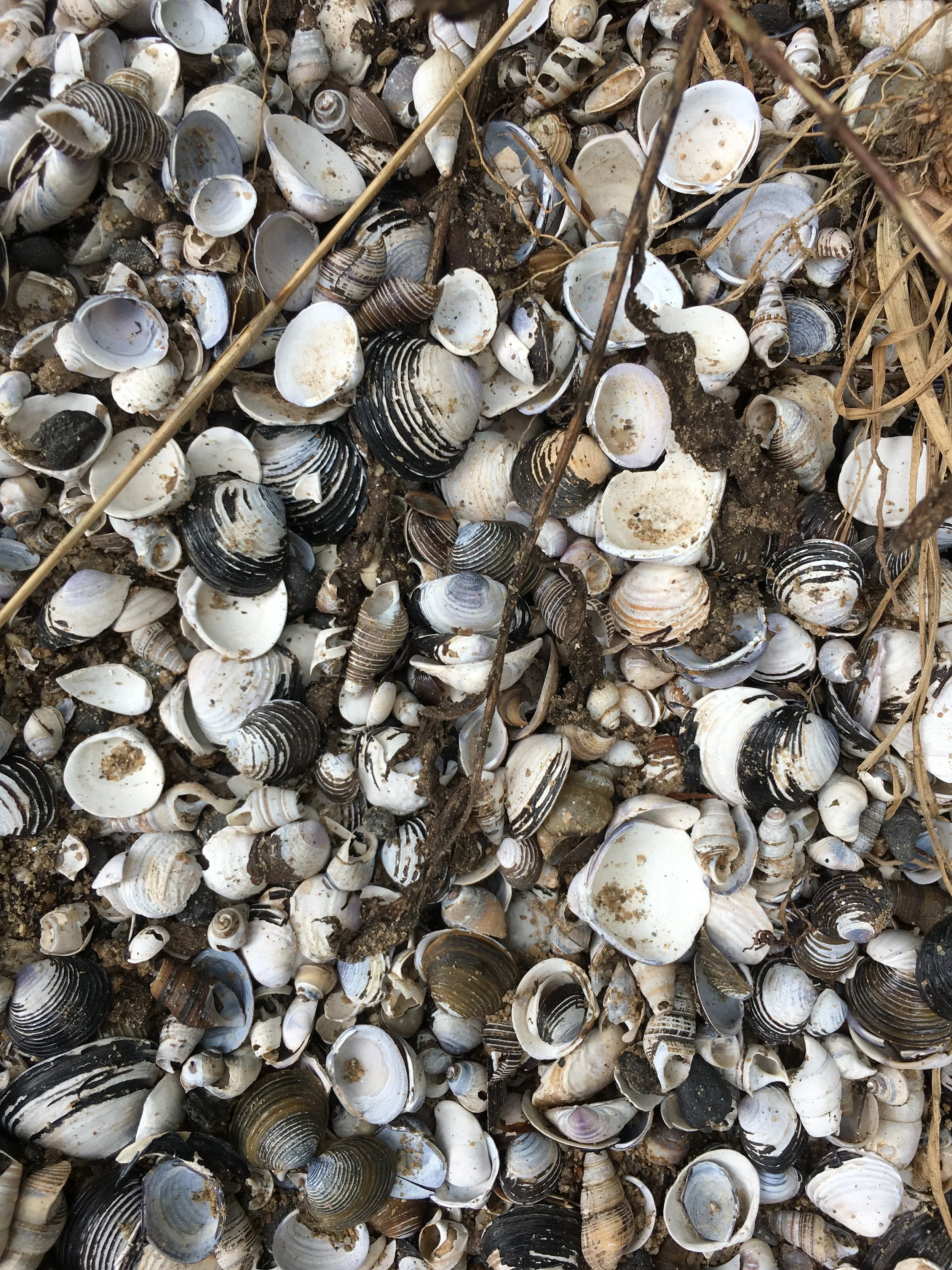 Sea Shells