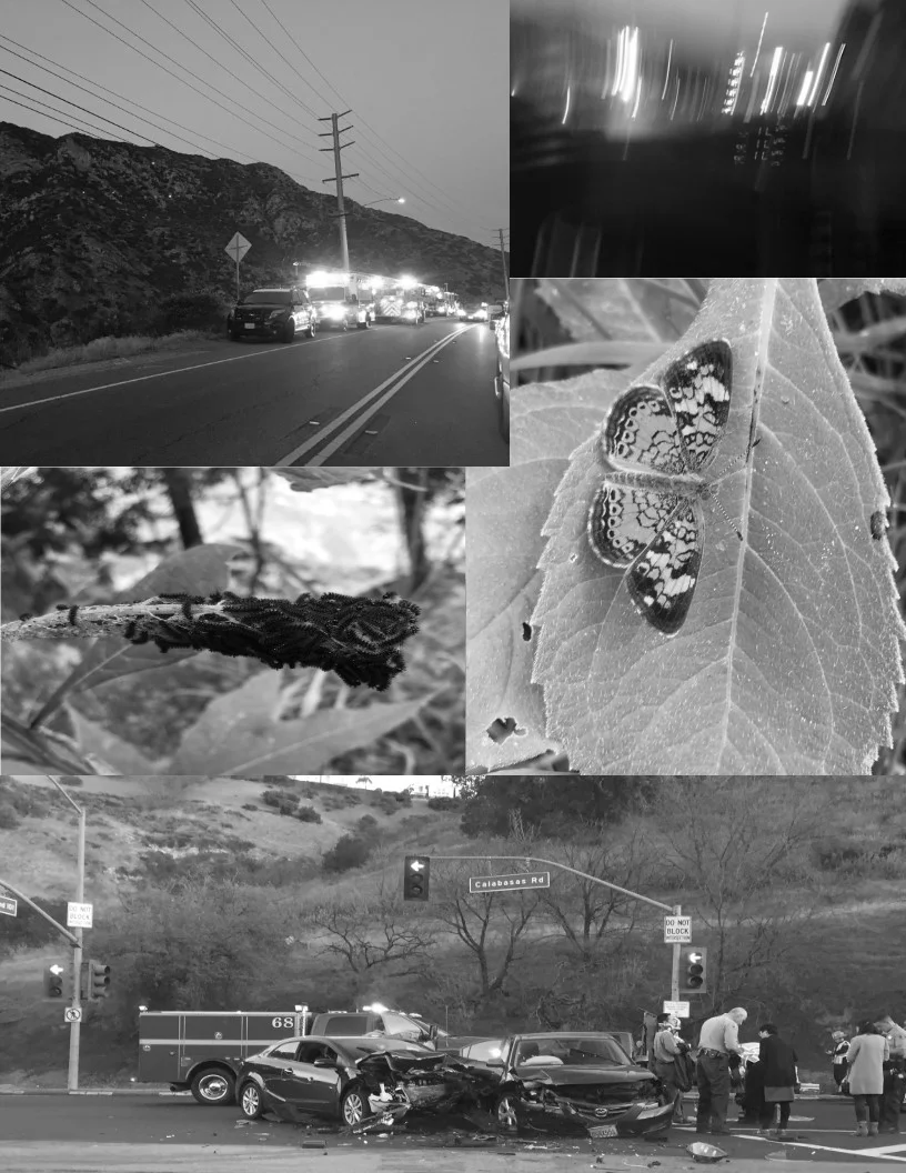 Life/Black/Death/White