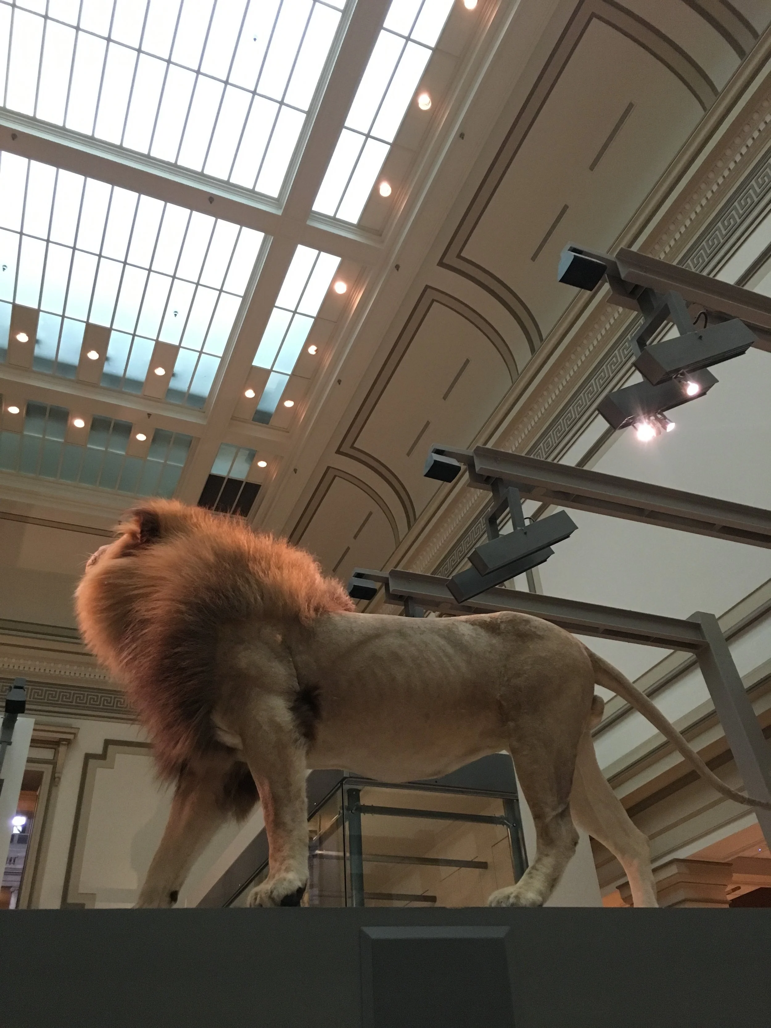 Smithsonian Lion