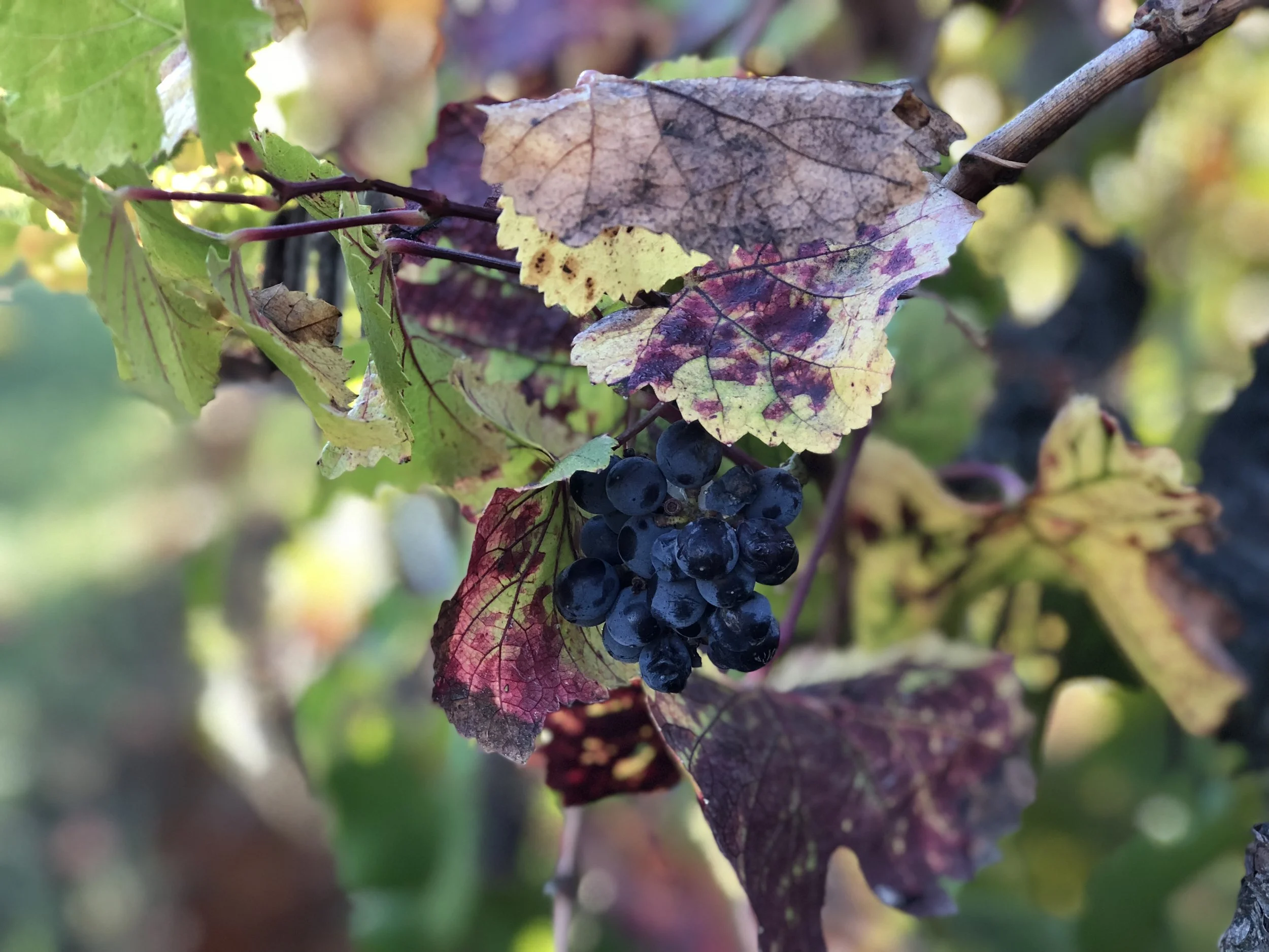 Pinot Grapes Fall 2018.jpg