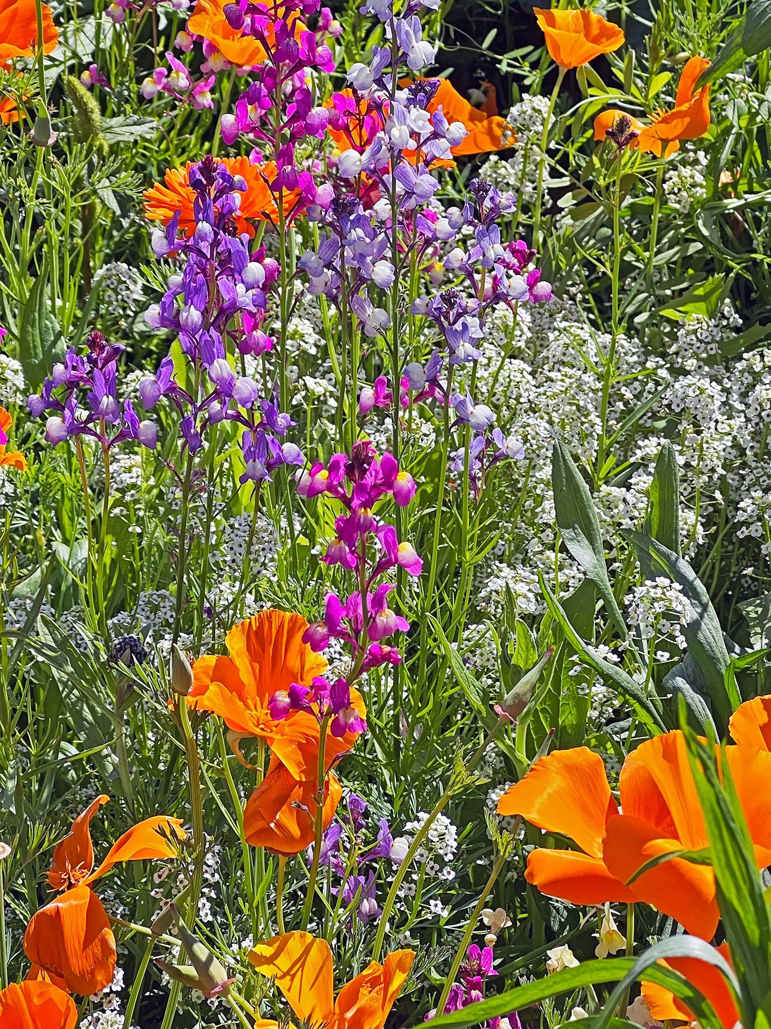 purple-orange-flowers.jpg