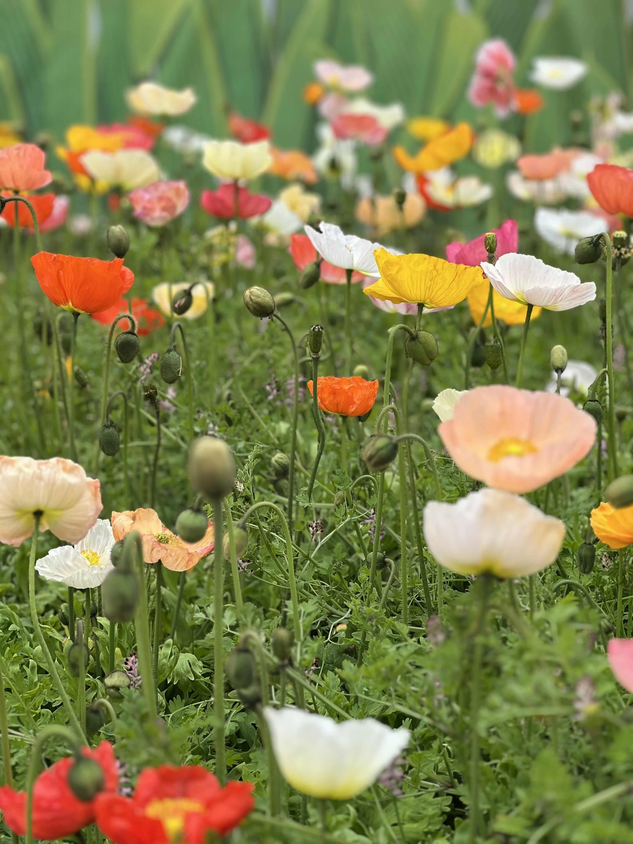 flowers-that-inspired-my-floral-letters.jpg
