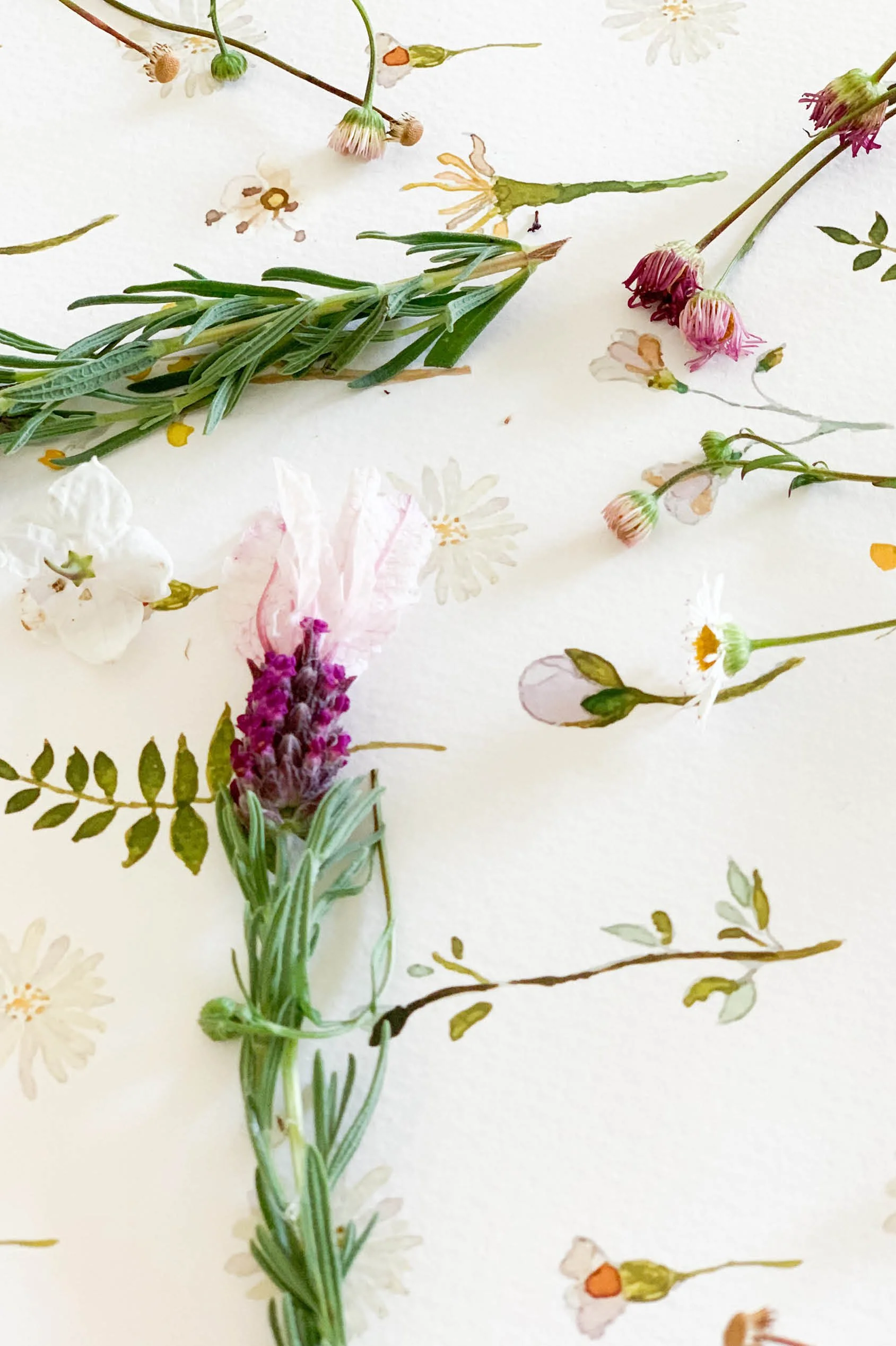 Dawn - Pale Lilac