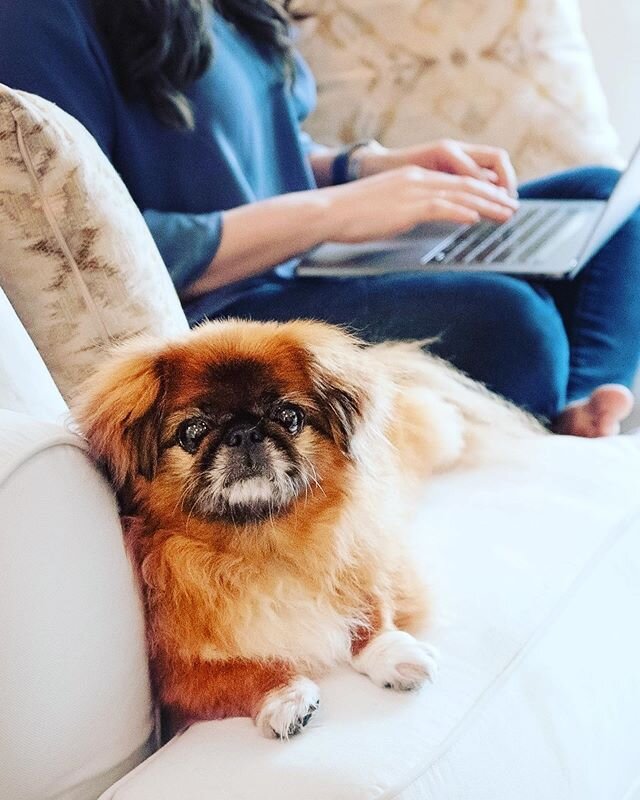 Happy 16th birthday to my favorite doggie model / editing buddy! Love you Meggie 💗⁠⠀
.⁠⠀
.⁠⠀
.⁠⠀
.⁠⠀
.⁠⠀
#pekingeseofinstagram #instadog #petstagram #inspiredbypets #pekingese #dogsandpals #peke #pekestagram #doglife #risingtidesociety #thatsdarling