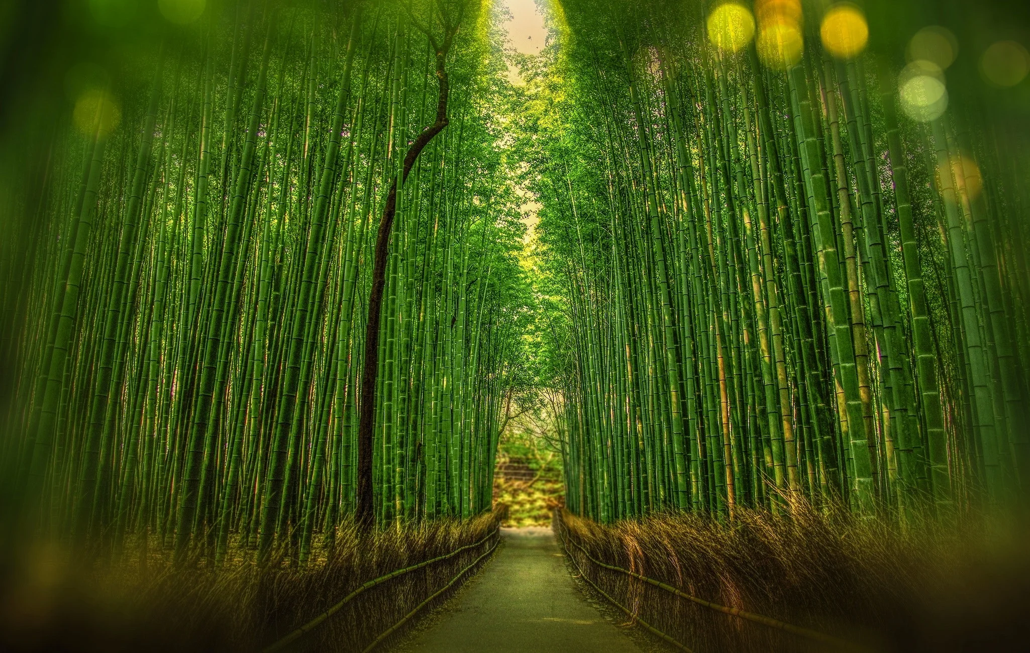 bamboo-bamboo-trees-blur-248812.jpg