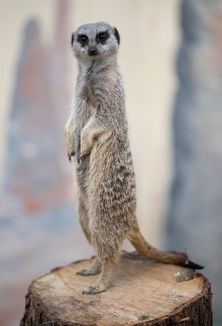 meerkat-1591315_640.jpg