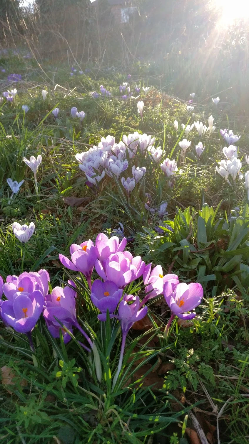 Beautiful crocuses in Marple Memorial Park