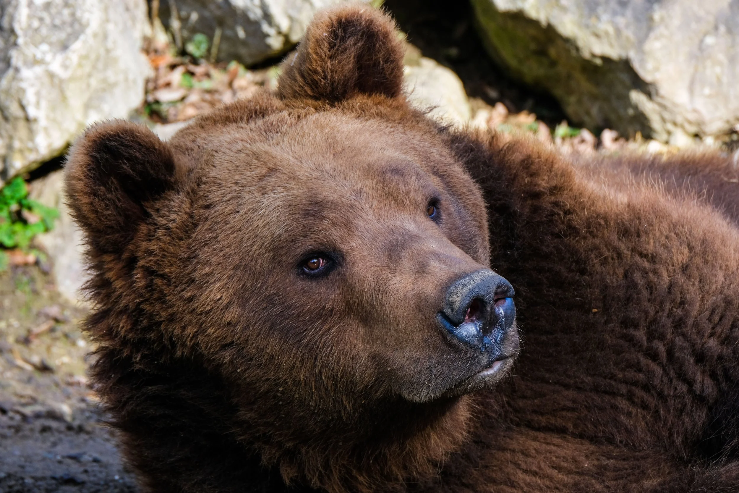 Fat Bear Week: the best cause marketing on the internet