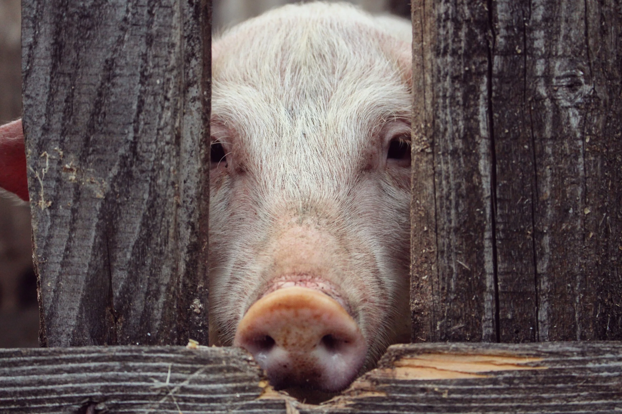 Saint Francis and the Sow