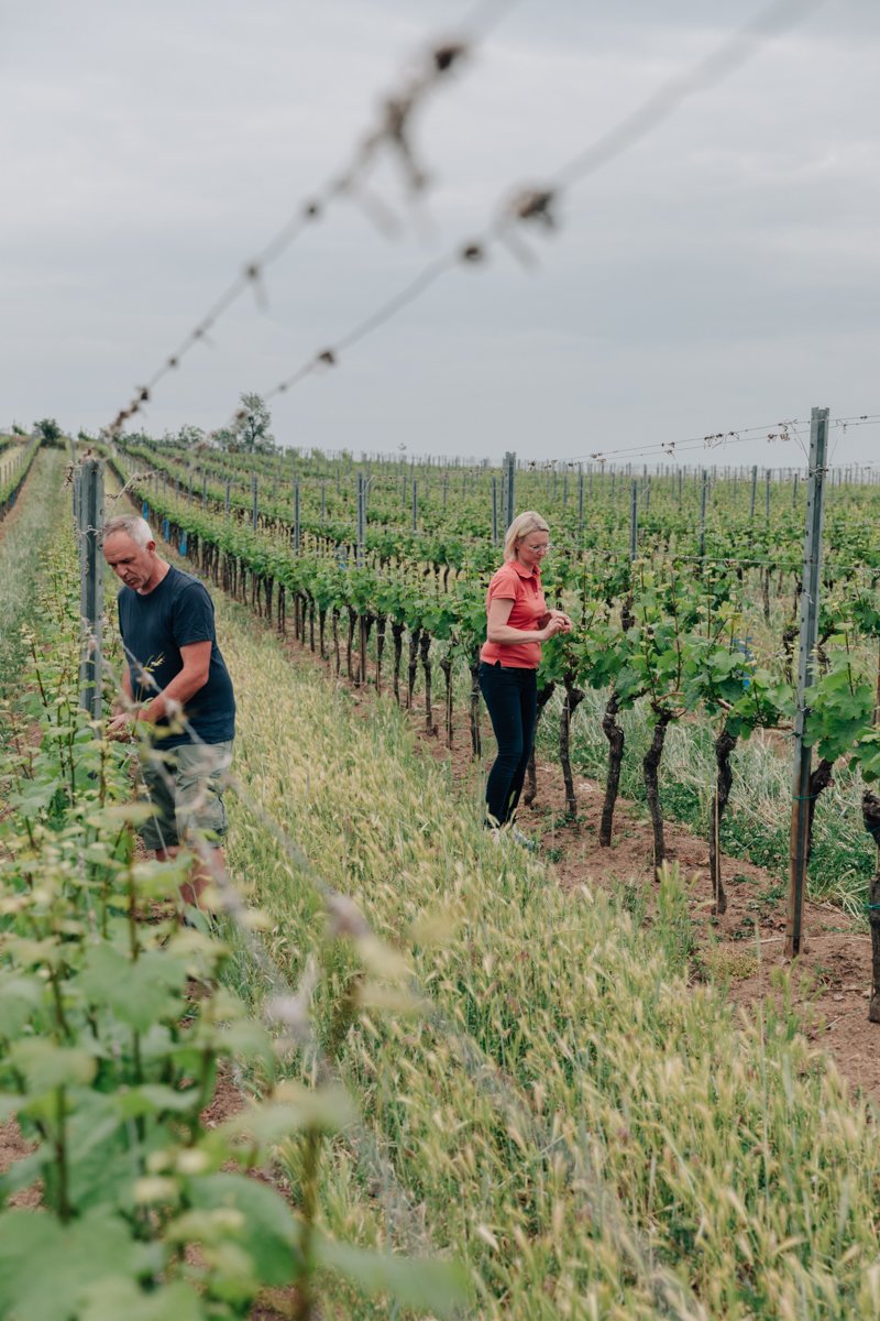 Weingut Hindler + Architekt Aichbauer_159.jpg