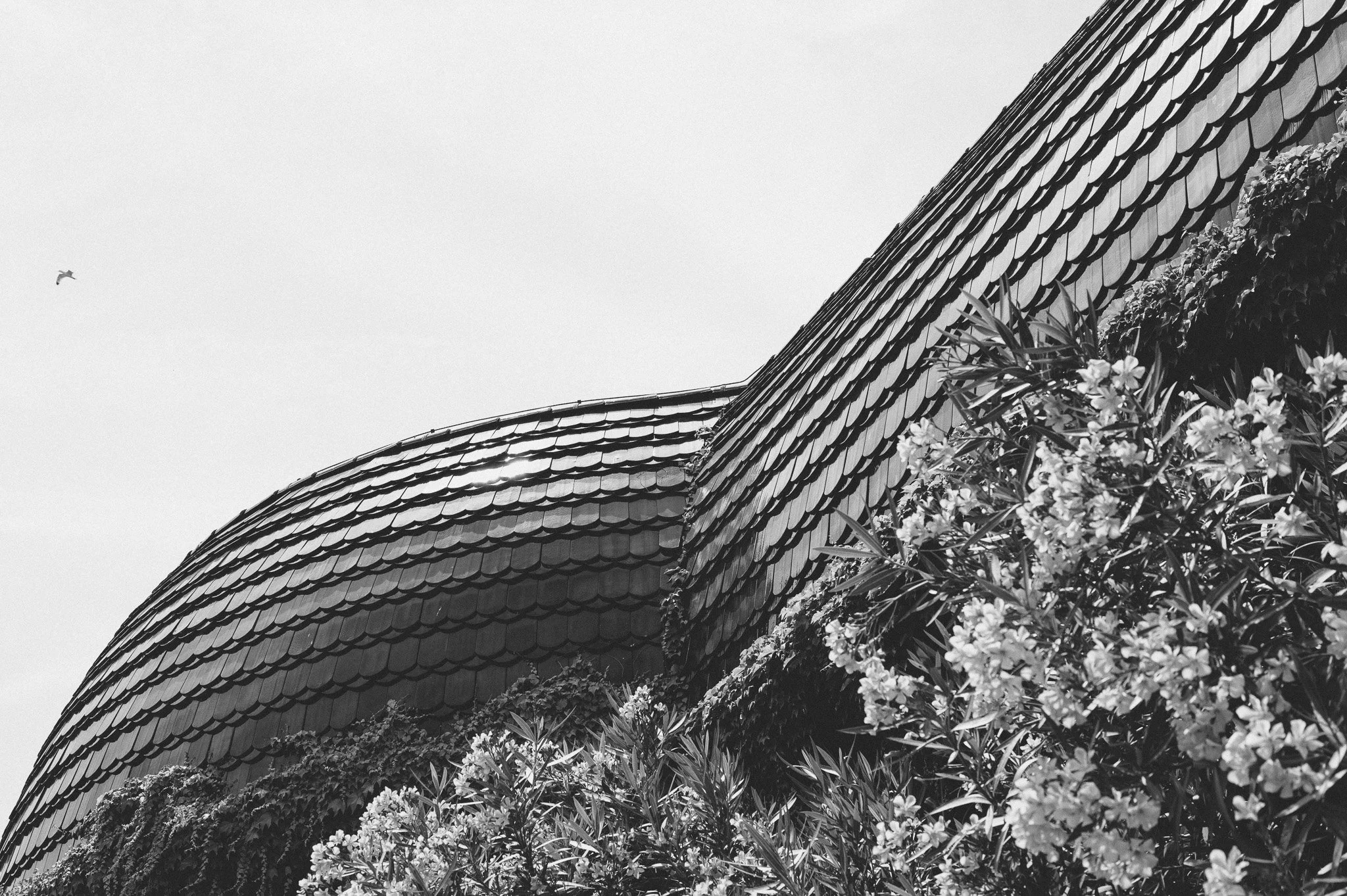 L1011703-2.jpg