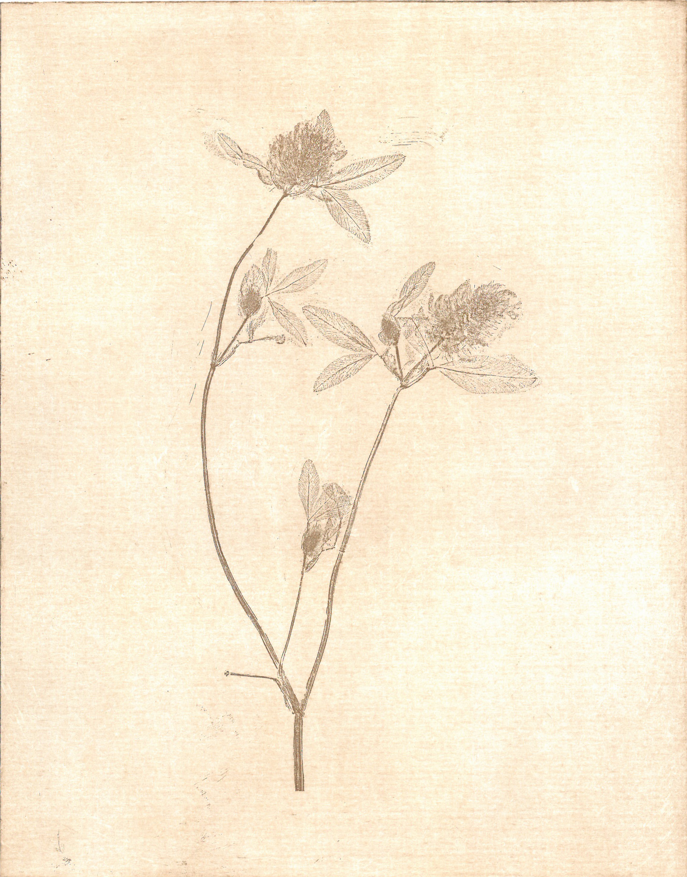 Red clover.jpg